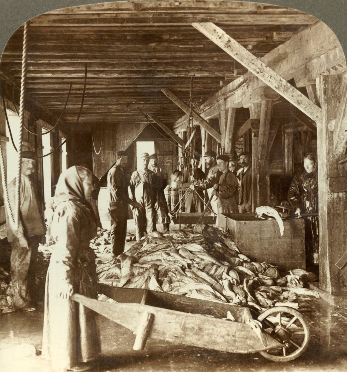 从海运船上接收鱼并进行出口包装-挪威奥勒松的鱼仓，建于1905年。 作者 不明