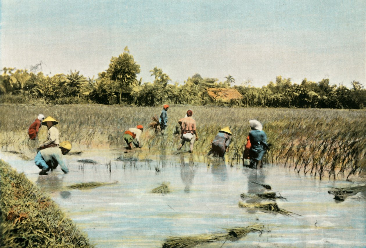 水稻收割水稻，1900年。 作者 不明