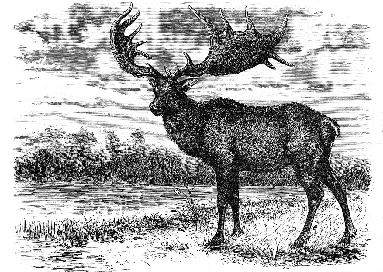重建爱尔兰麋鹿Megaloceros，c1880 作者 不明