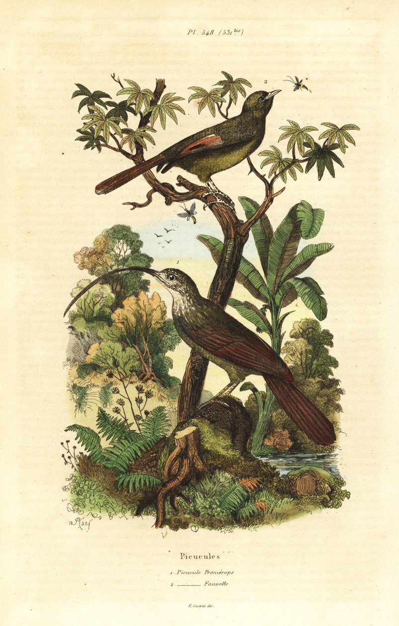Red-billed scythebill, Campylorhamphus trochilirostris and olivaceous woodcreeper, Sittasomus griseicapillus 作者 不明