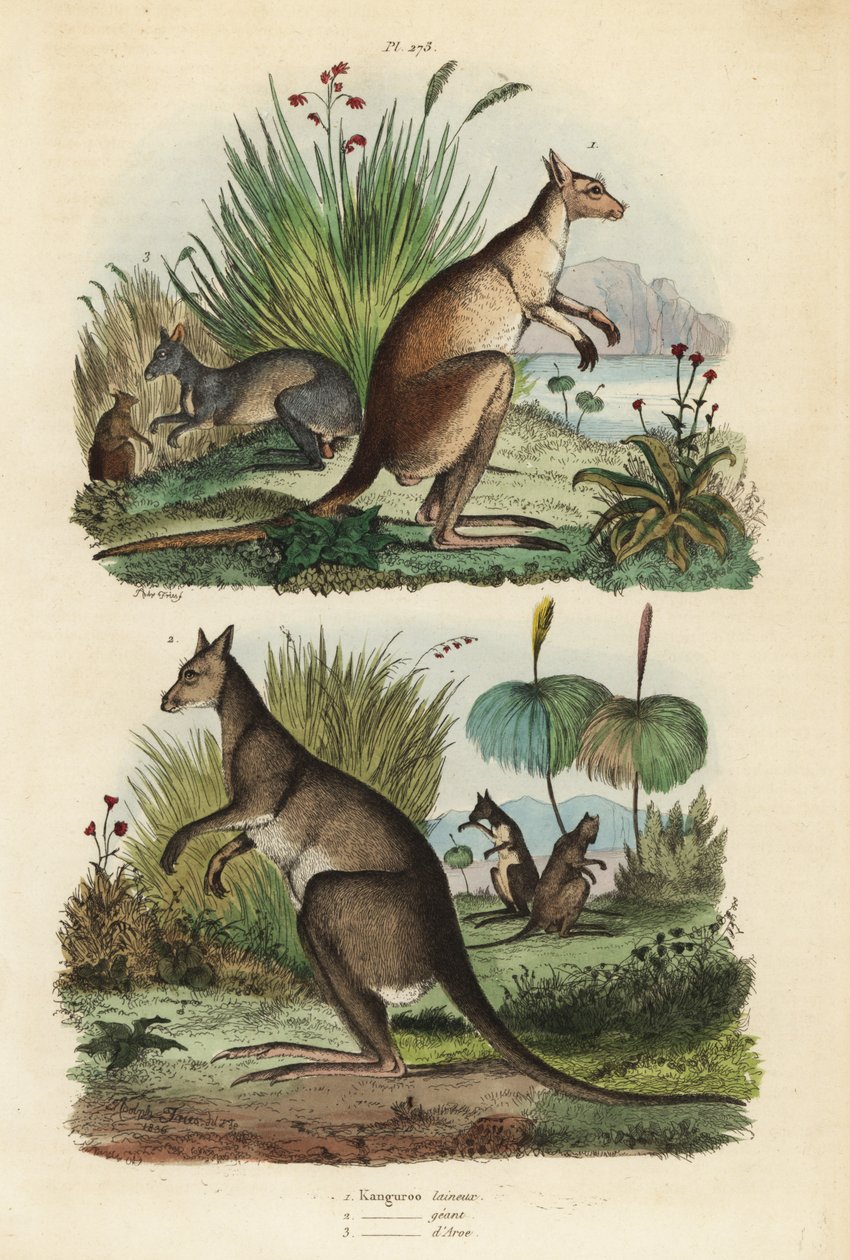 Red kangaroo, Macropus rufus 1, eastern grey kangaroo, Macropus giganteus 2, and dusky wallaby, Thylogale brunii 3 作者 不明