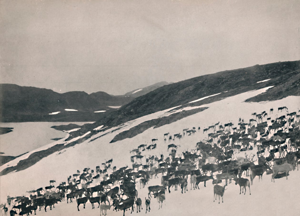 高山上的驯鹿，1914年。 作者 不明