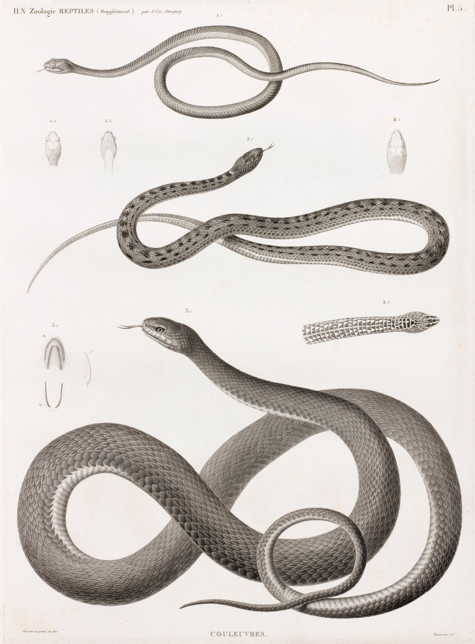 爬行动物：蛇系列插画 作者 不明