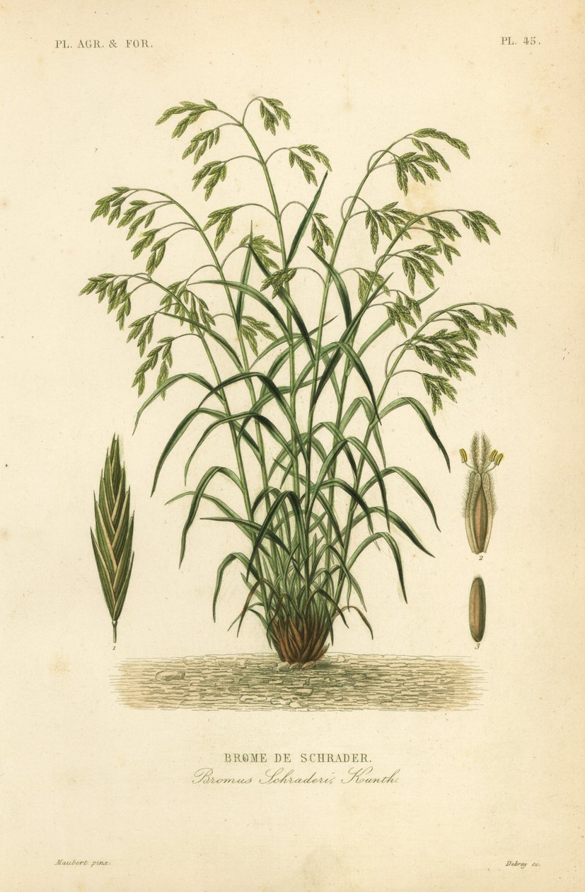 Rescuegrass，或 Schrader 的凤梨草，Bromus catharticus，Bromus schraderi，Brome de Schrader 作者 不明