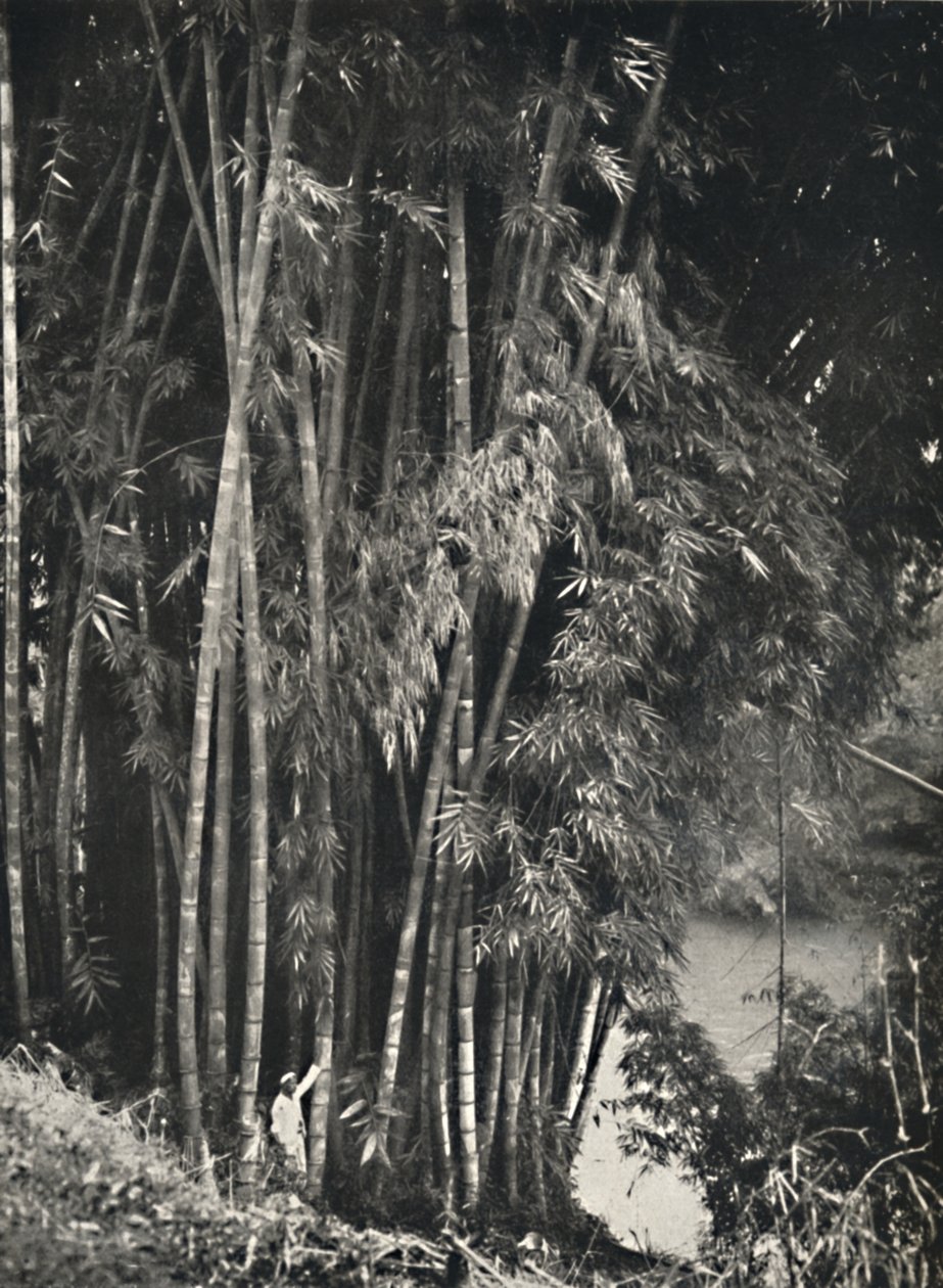 康提佩拉德尼亚的Riesenbambus Dendrocalamus giganteus，1926年 作者 不明