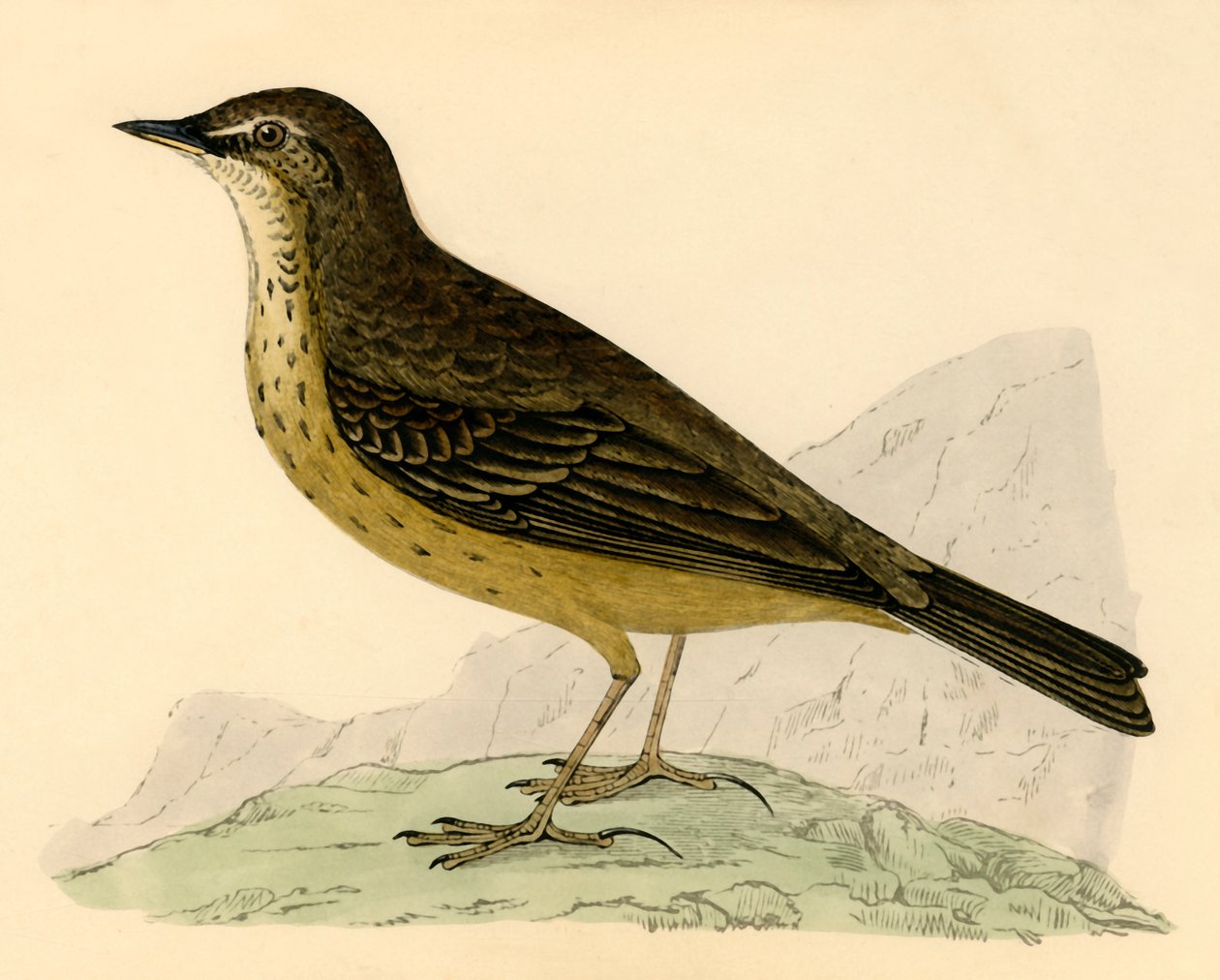 Rock Pipit，19世纪末。 作者 不明