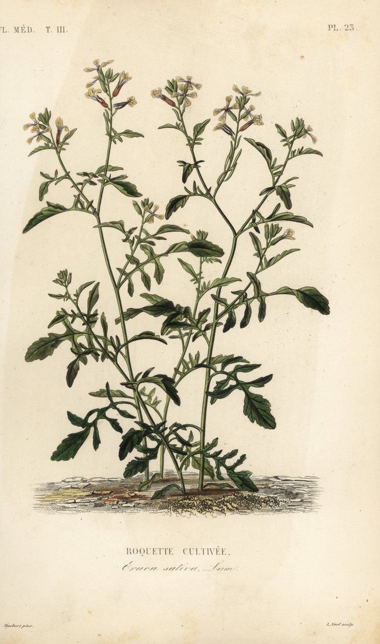 Rocket or arugula, Eruca vesicaria, Eruca sativa, Roquette cultivee 作者 不明