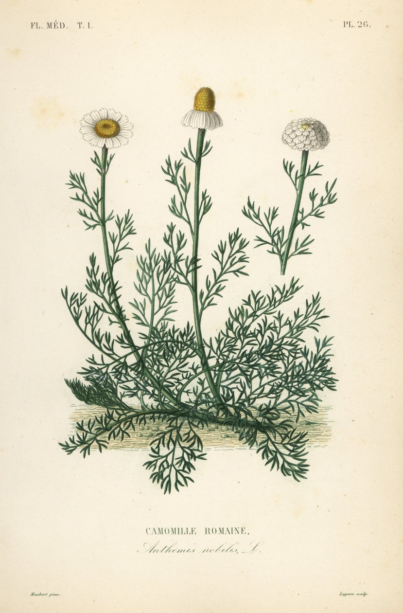 罗马洋甘菊或洋甘菊、洋甘菊贵族、Anthemis nobilis、Camomille romaine 作者 不明