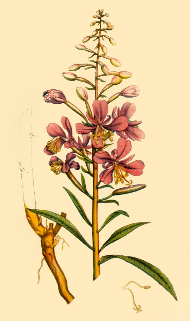Rosebay Willowherb"，18世纪末至19世纪初，1944年。   作者 不明