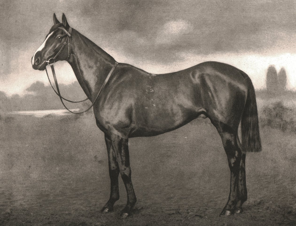 罗斯，1911年。 作者 不明