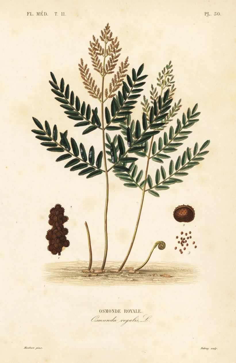 Royal fern, Osmunda regalis, Osmonde royale 作者 不明