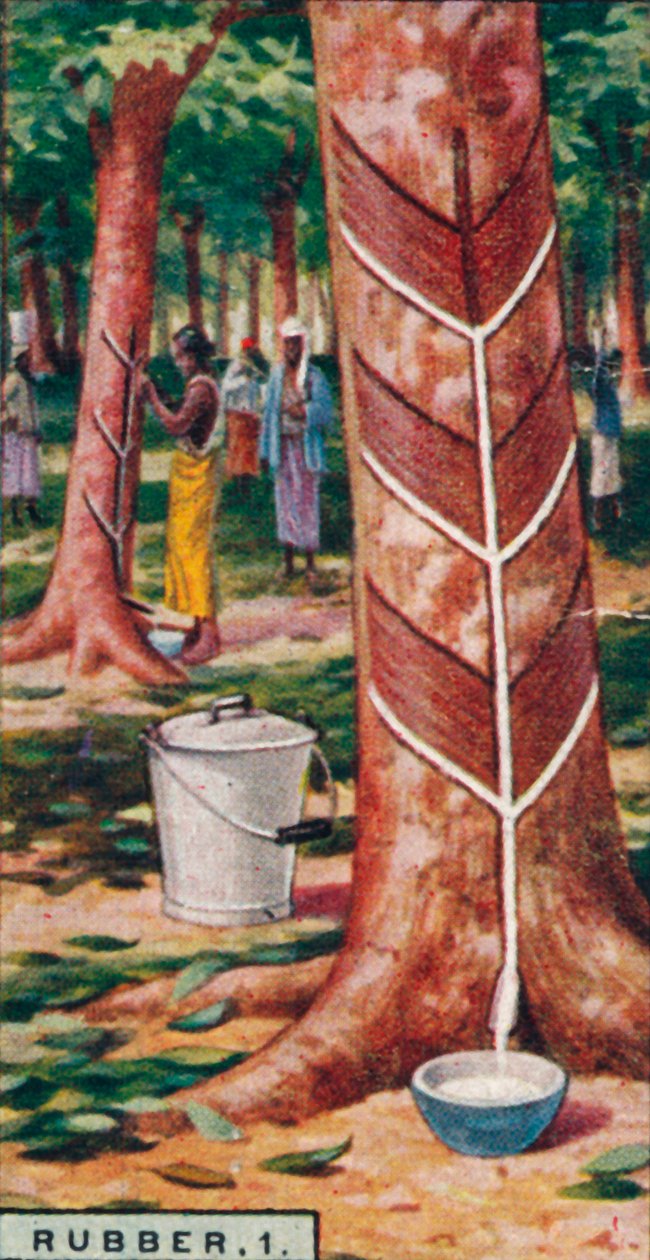 橡胶，1.挖树，锡兰，1928年 作者 不明