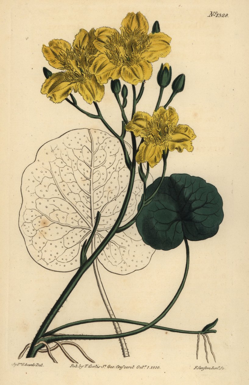 跑鹿豆，Menyanthes sarmentosa 作者 不明