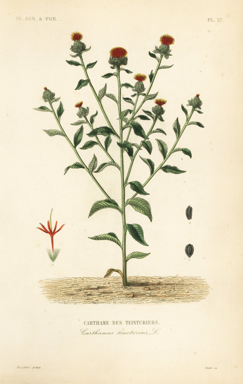 红花, Carthamus tinctorius, Carthame des teinturiers 作者 不明