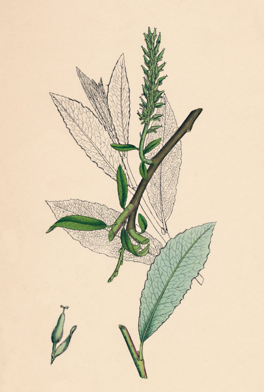 柳叶柳萝卜。茶浸黄蜡，变种。 a。，十九世纪 作者 不明