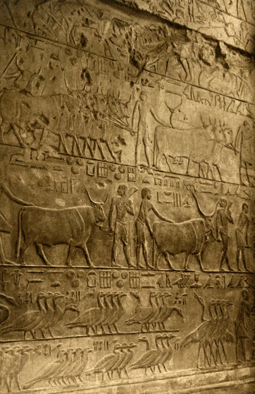 塞加拉（Saqqara）-普塔霍特普（Ptahotep）墓-壁画装饰，c1918-c1939。 作者 不明