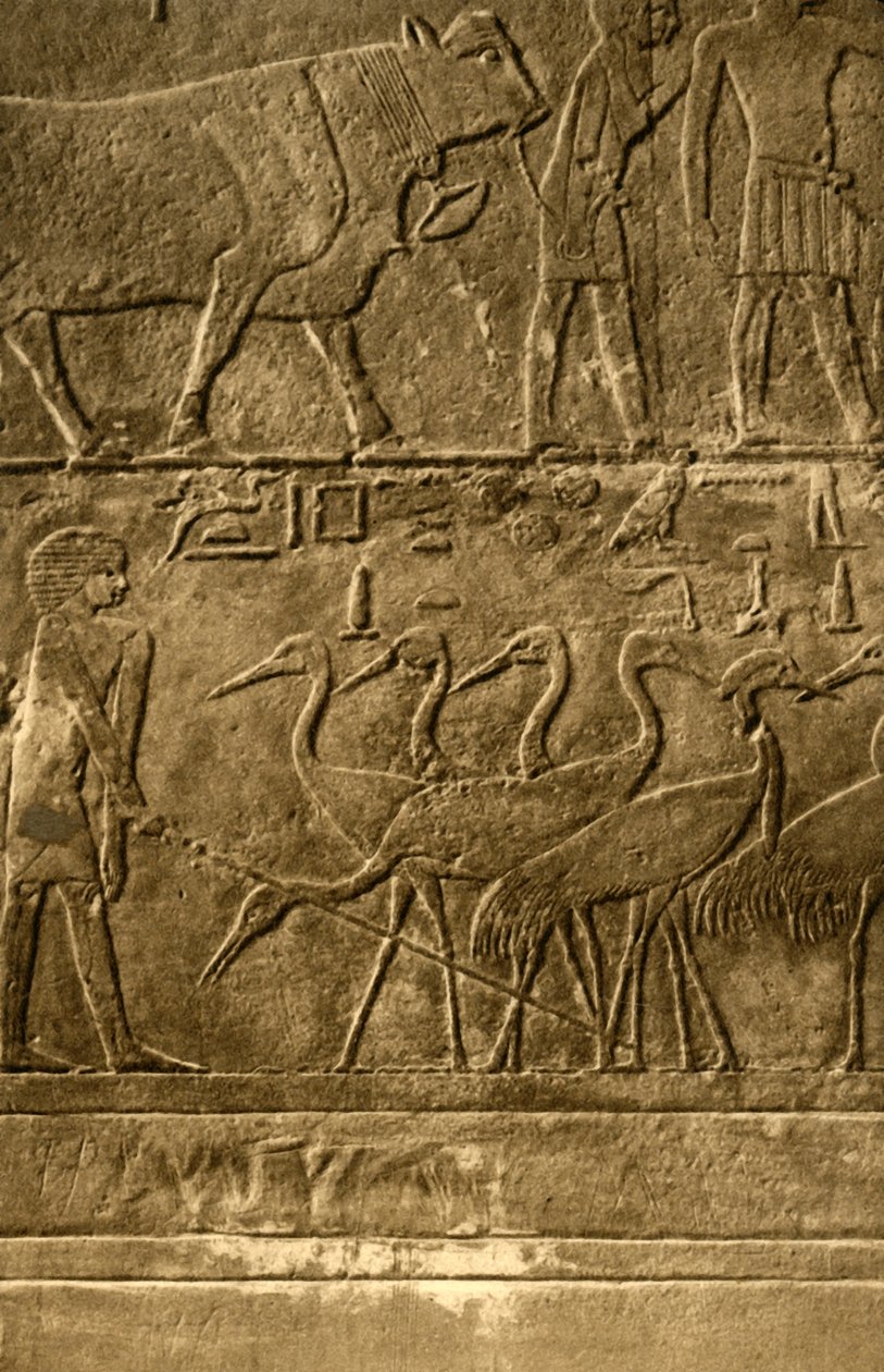 萨卡拉（Saqqara）-Ti壁画之墓，c1918-c1939。 作者 不明