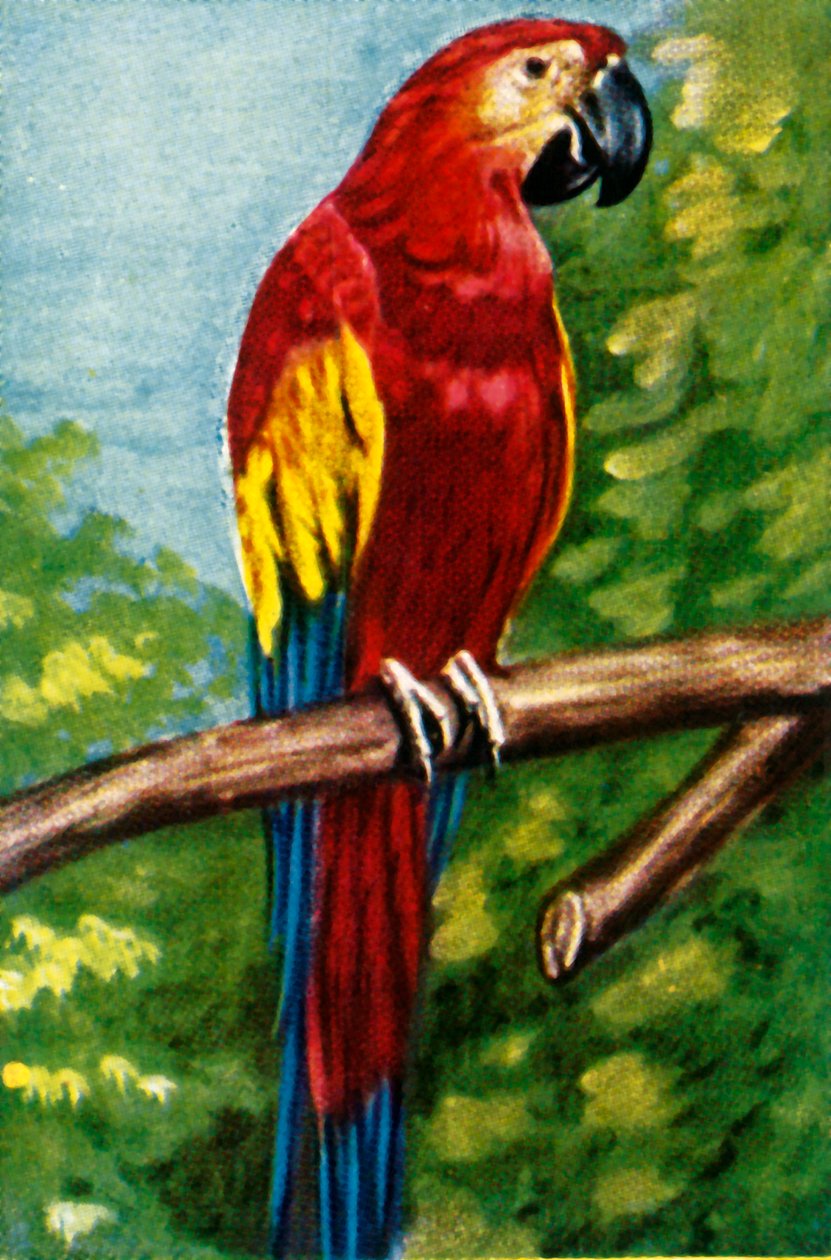 猩红金刚鹦鹉，c1928。 作者 不明