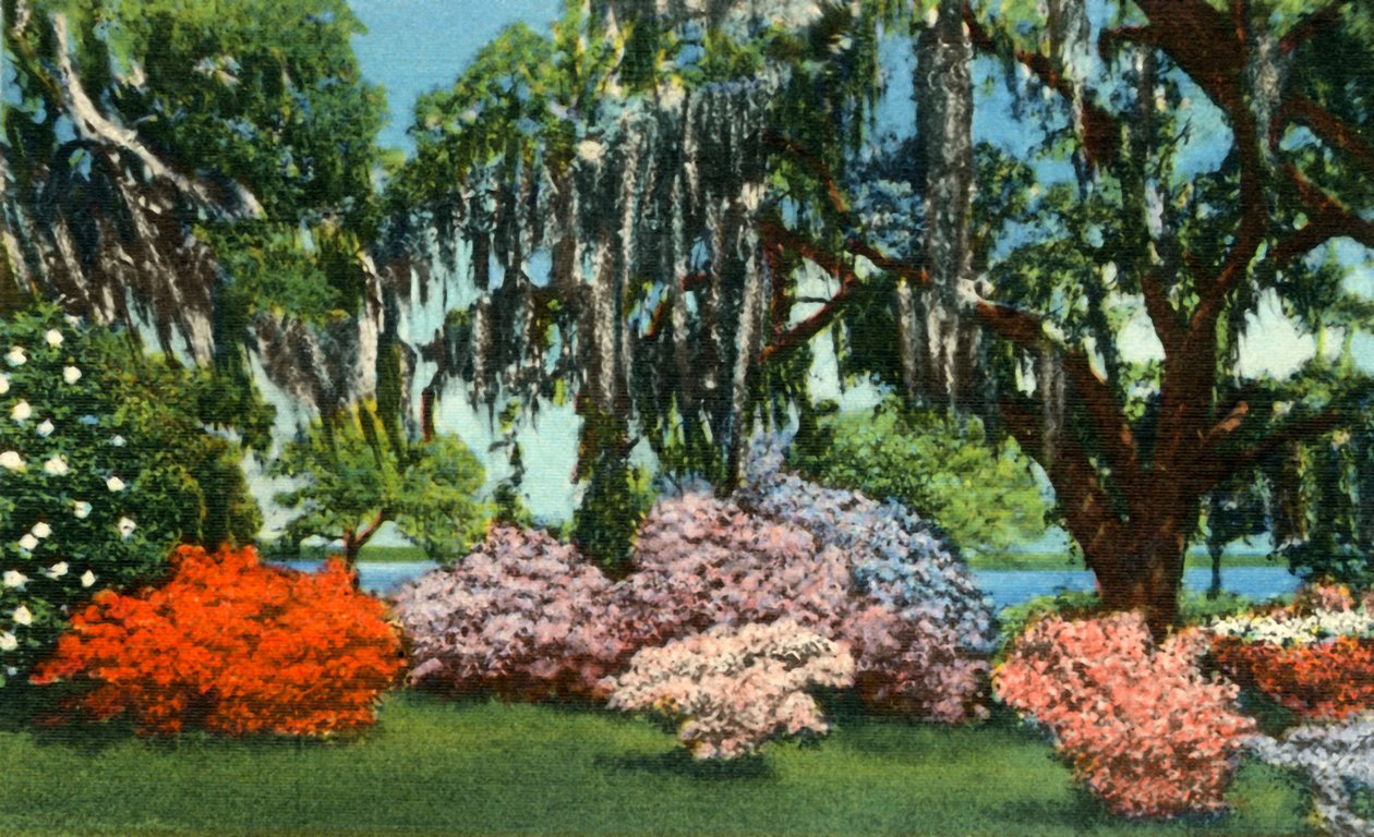 1942年，在南卡罗来纳州乔治敦附近的美女岛花园中的场景。 作者 不明