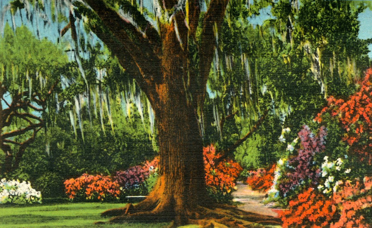 1942年，南卡罗来纳州查尔斯顿附近的木兰花园中的场景。 作者 不明
