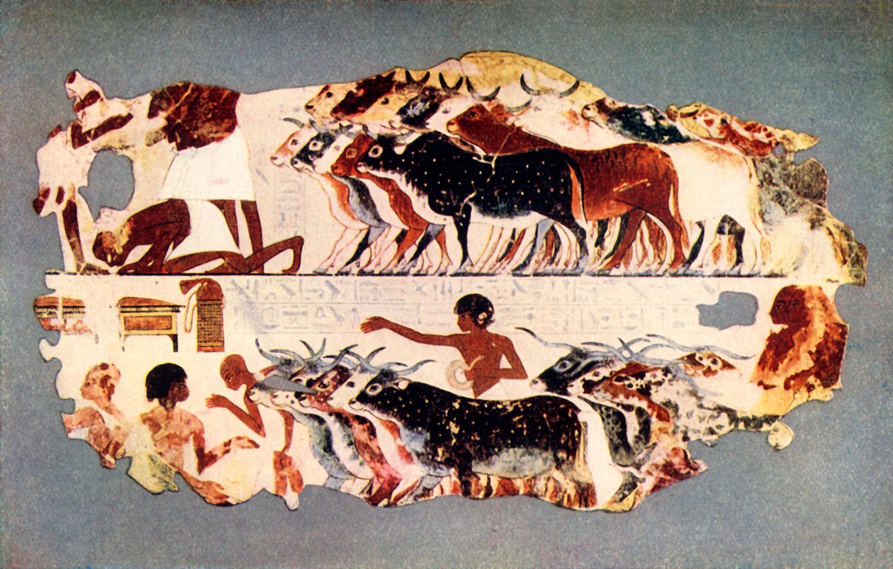 表现在埃及农场上驱赶大群牛的场景》，约公元前1350年，1915年。 作者 不明