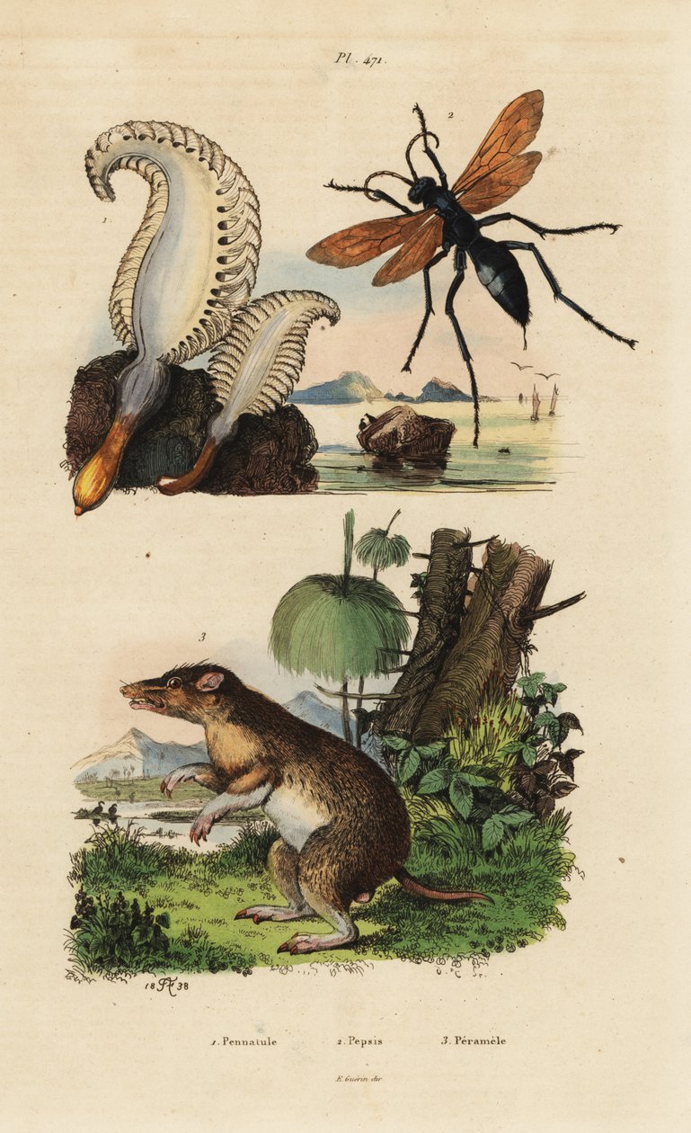 海笔、Pennatulaphosphorea 1、蜘蛛黄蜂、百事可乐 2、长鼻袋狸、Perameles nasuta 3 作者 不明