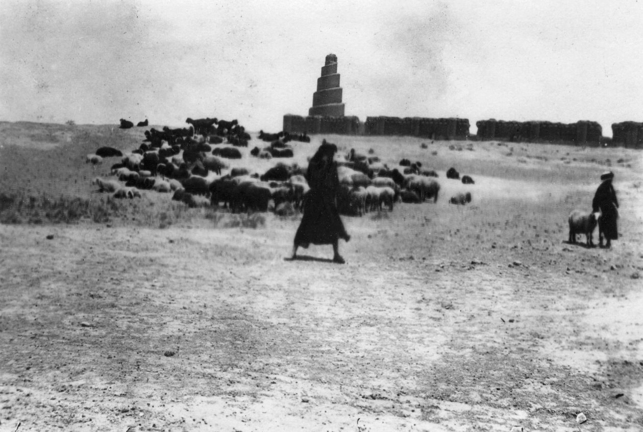 美索不达米亚萨马拉外放牧的绵羊，1918年 作者 不明