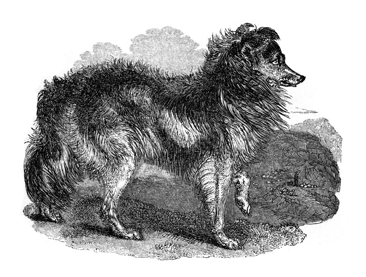 牧羊犬，1848年 作者 不明