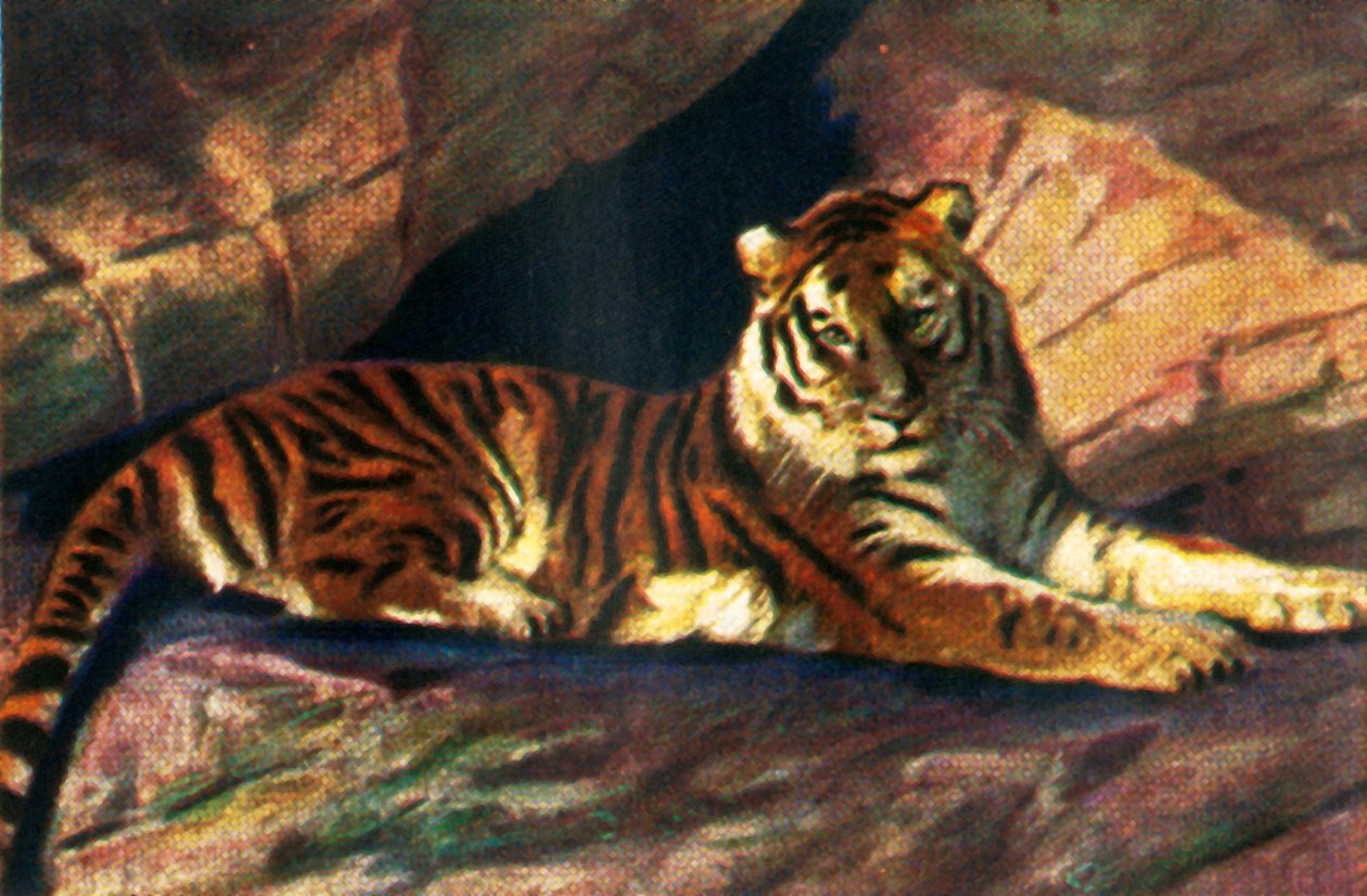 西伯利亚虎，c1928。 作者 不明