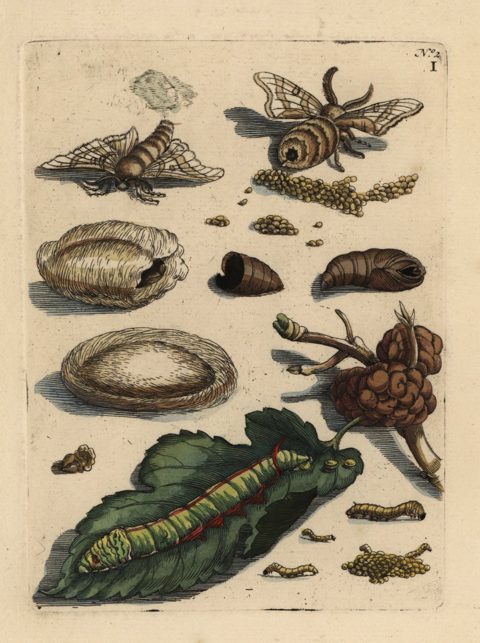 蚕蛾，Bombyx mori，毛虫和蛹与桑树叶，Morus alba I 作者 不明