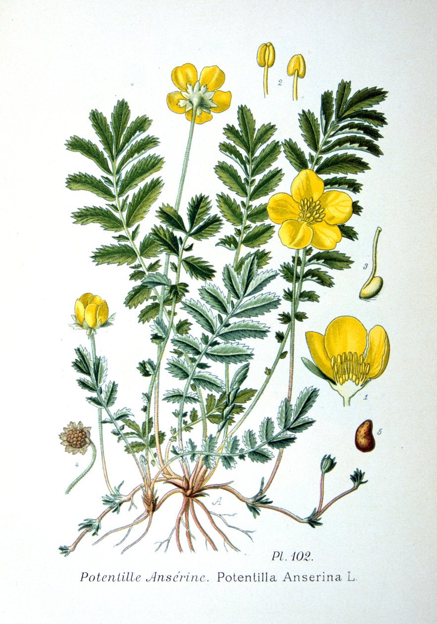 西尔维德（Silverweed），1893年 作者 不明