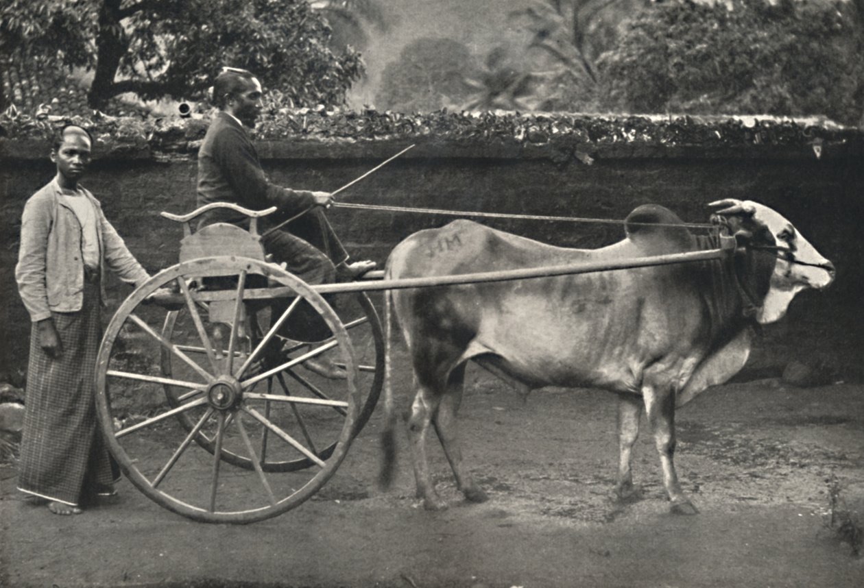 Sinhala斑马旅行车，1926年 作者 不明