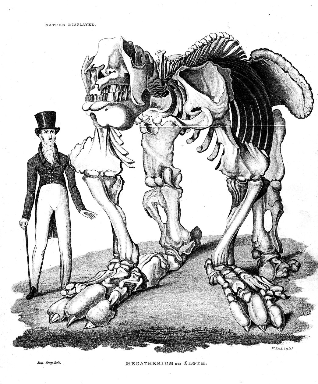 Megatherium的骨骼，已灭绝的巨型树懒，1823年 作者 不明