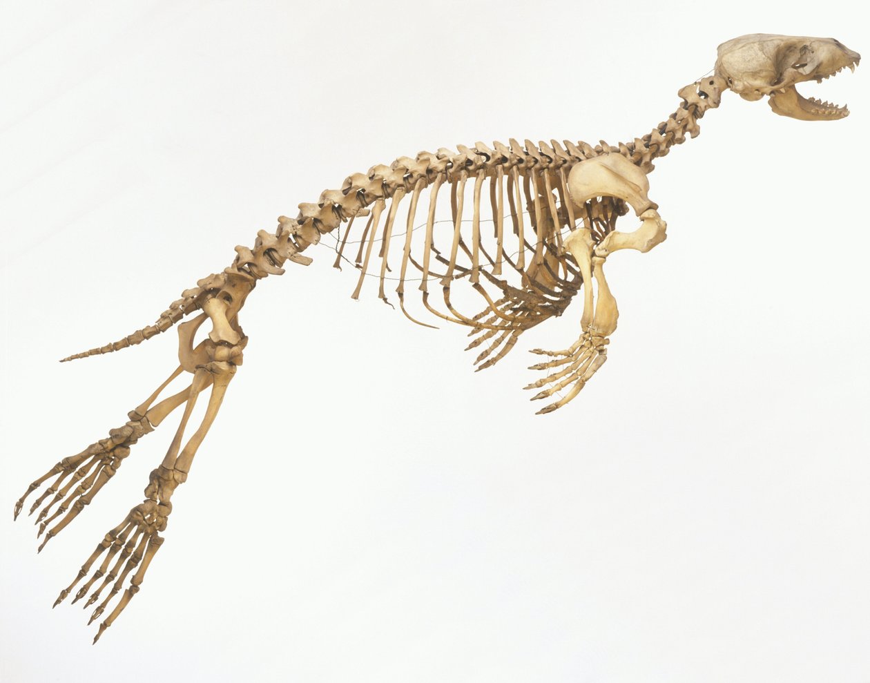 海豹（Phoca vitulina）的骨架“运动”，侧视图 ©Dave King/Dorling Kindersley/UIG/Leemage 作者 不明