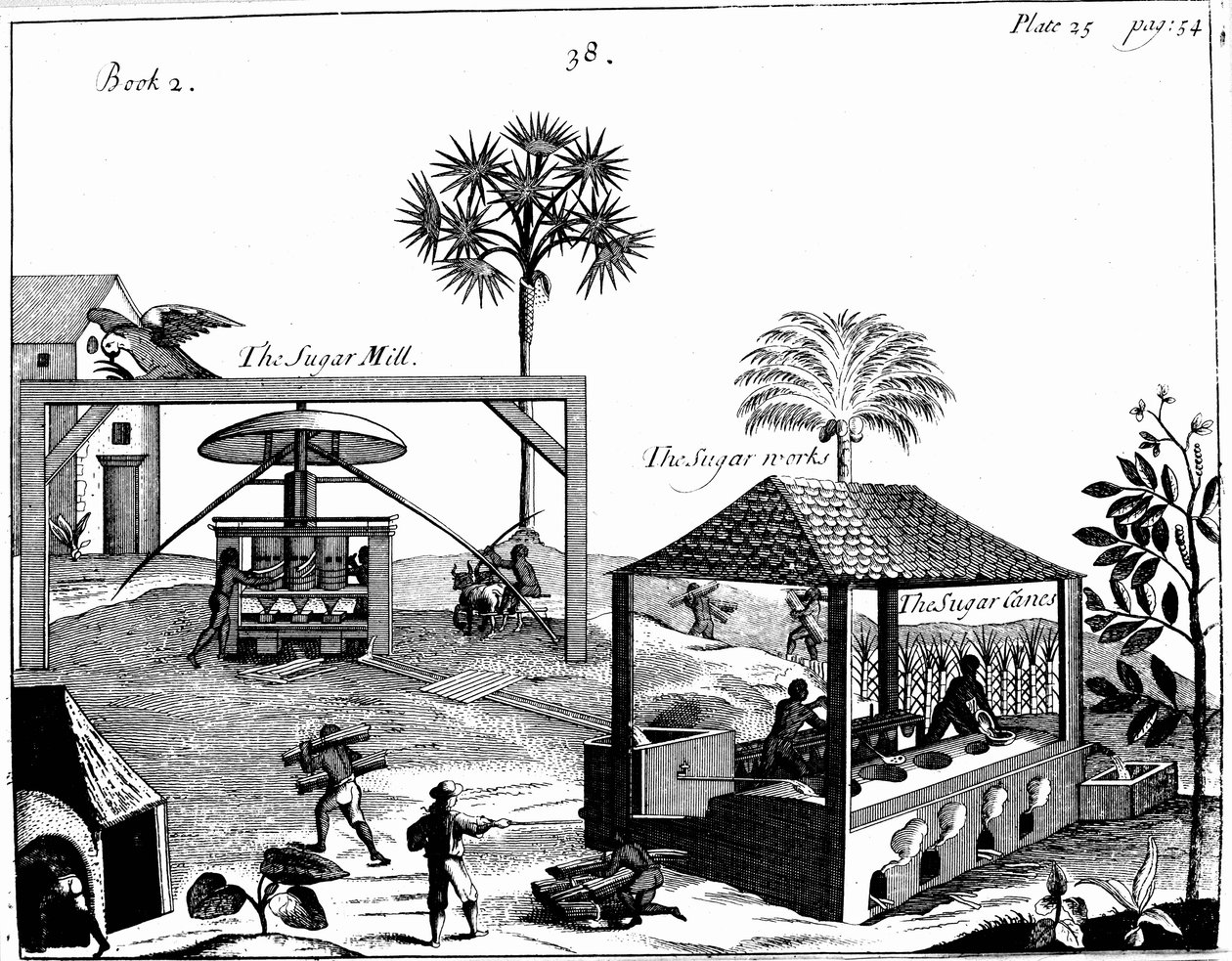 1725年，西印度群岛一家糖园的奴隶工 作者 不明