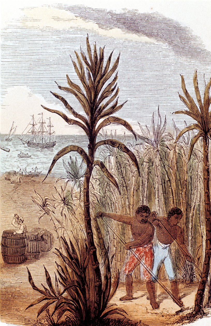西印度群岛种植甘蔗的奴隶，1852年 作者 不明