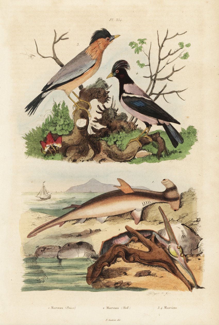 Smooth hammerhead, Sphyrna malleus 1, hammer oyster, Malleus malleus 2, brahminy myna, Sturnia pagodarum 3 and rosy starling, Pastor roseus 4 作者 不明