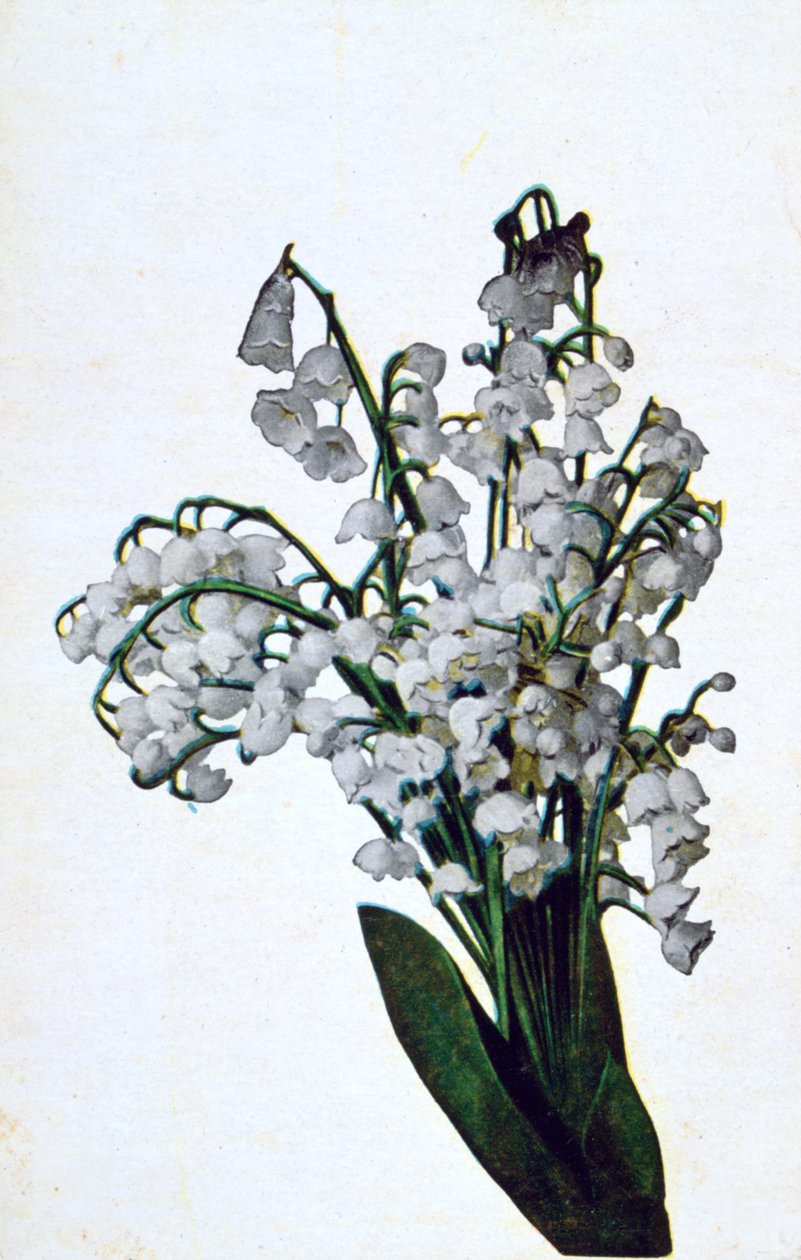 雪花莲，法国花卉明信片，c1900 作者 不明