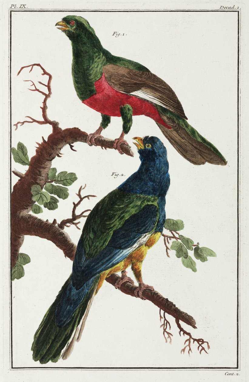 South American birds 作者 不明