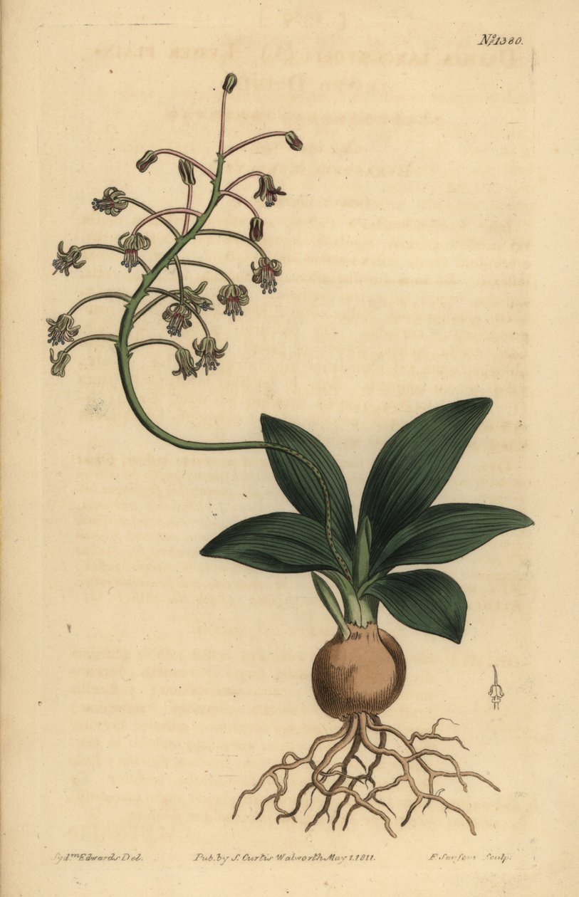 South Indian squill, Ledebouria revoluta (Lesser plain-leaved drimia, Drimia lanceaefolia) 作者 不明