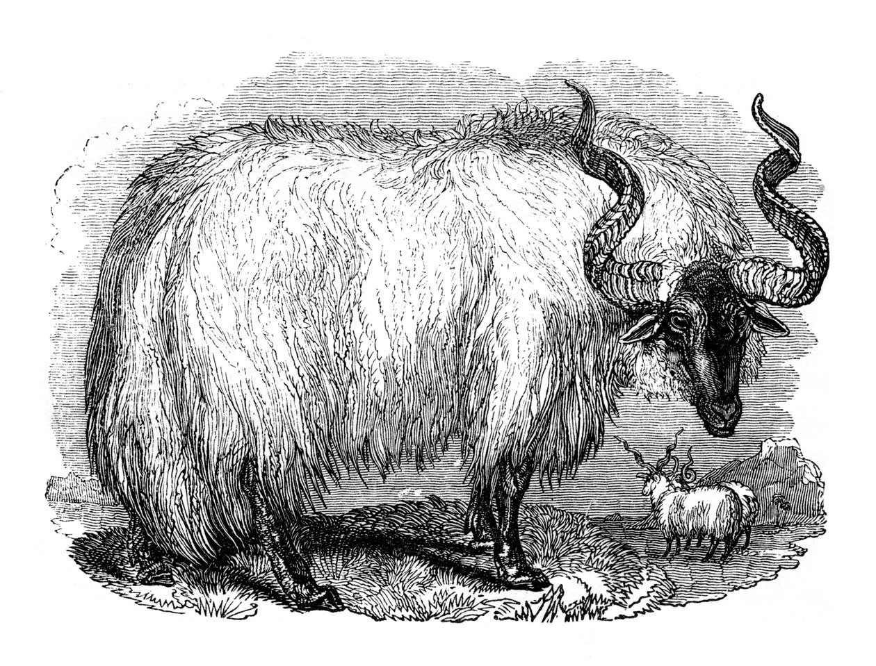 西班牙绵羊，1848年 作者 不明