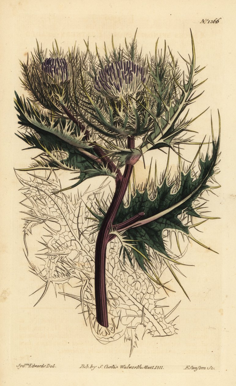 刺蓟, Cirium spinosissimum (Feathery Headed cnicus, Cnicus spinosissimus) 作者 不明