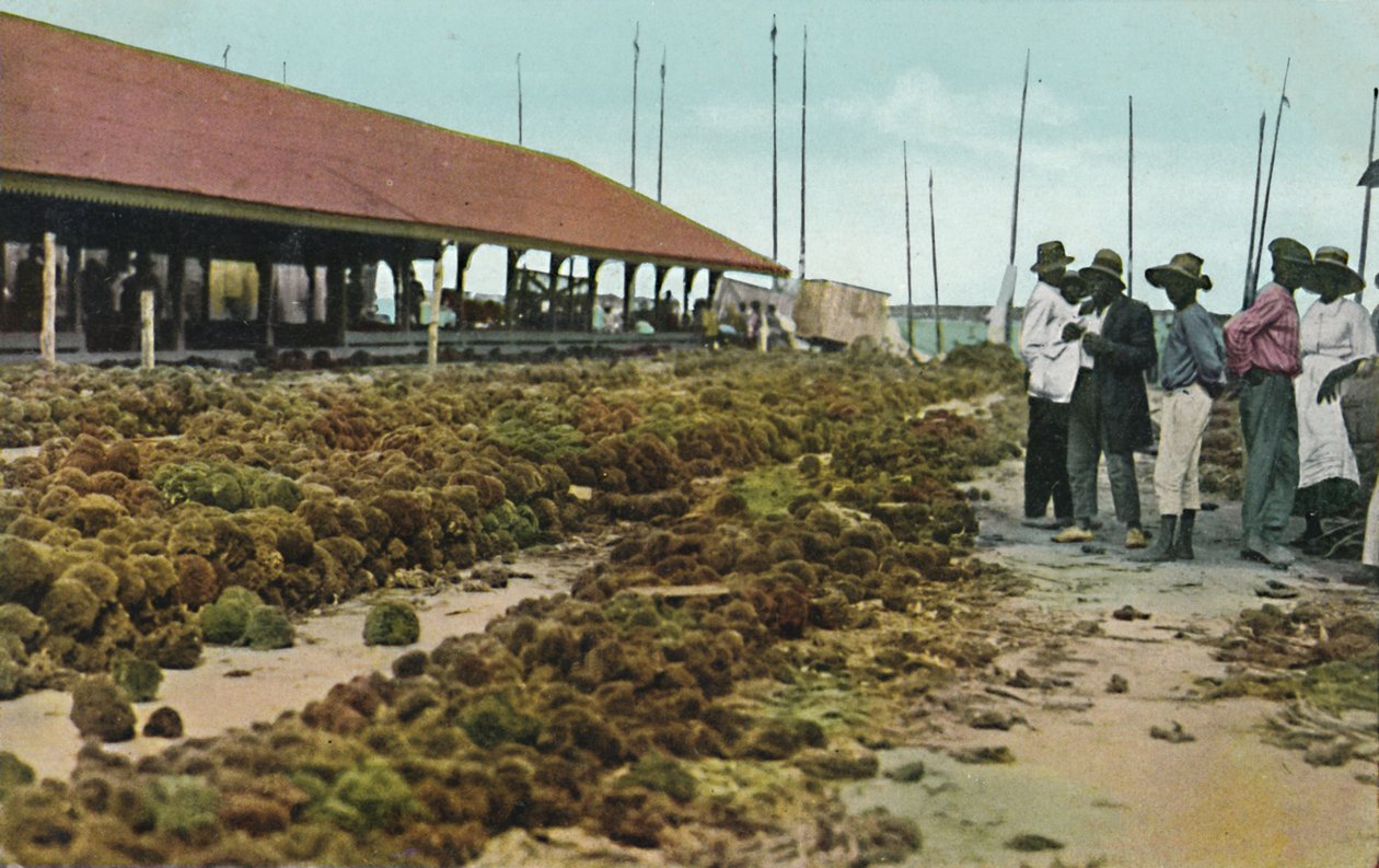 1930年代，巴哈马拿骚海绵市场。 作者 不明