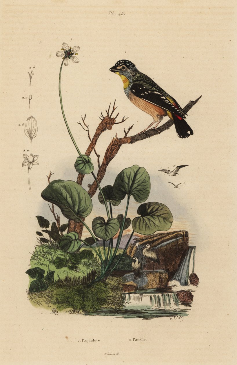 Spotted pardalote, Pardalotus punctatus 作者 不明