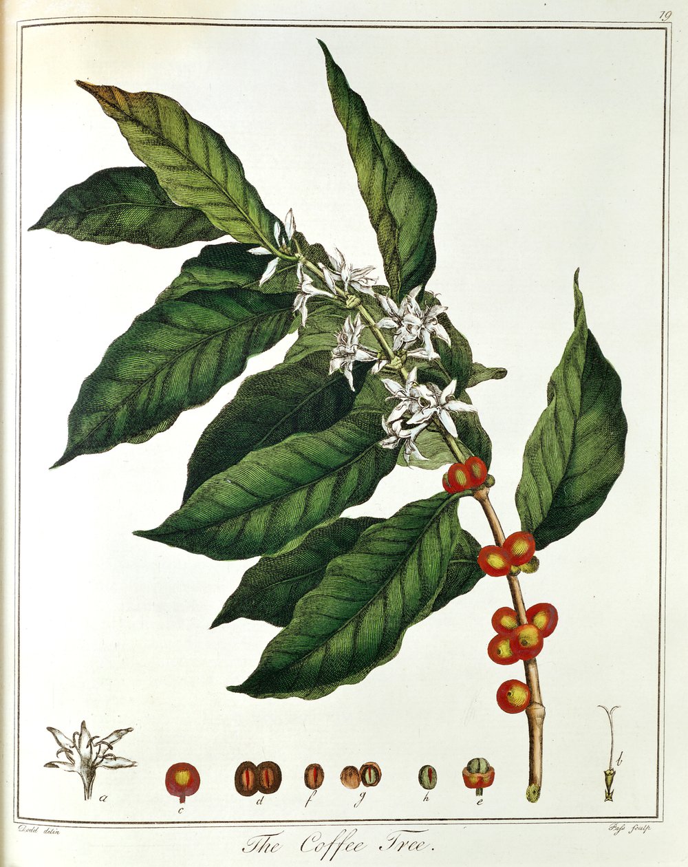 小咖啡阿拉比卡咖啡显示花和豆，1798年 作者 不明