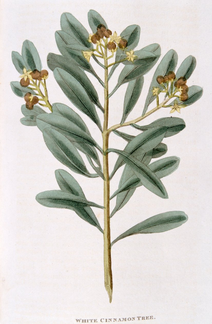 白肉桂Canella alba小树枝，1823年 作者 不明