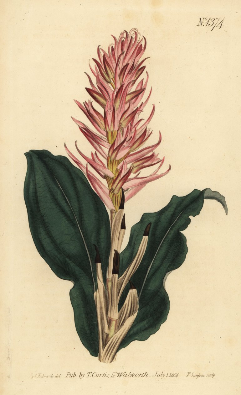 Stenorrhynchos speciosum orchid (红花的neottia, Neottia speciosa) 作者 不明
