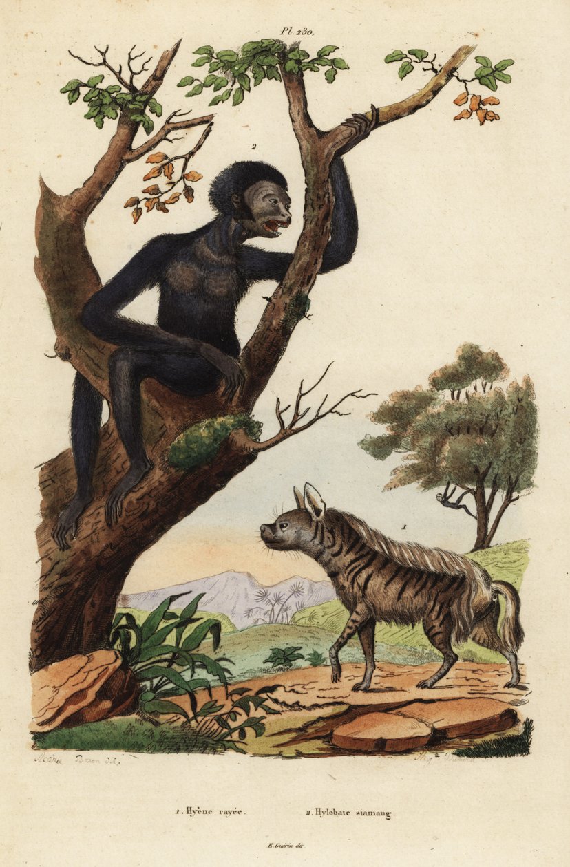 条纹鬣狗, Hyaena hyaena 1, and siamang, Symphalangus syndactylus, 濒危2 作者 不明