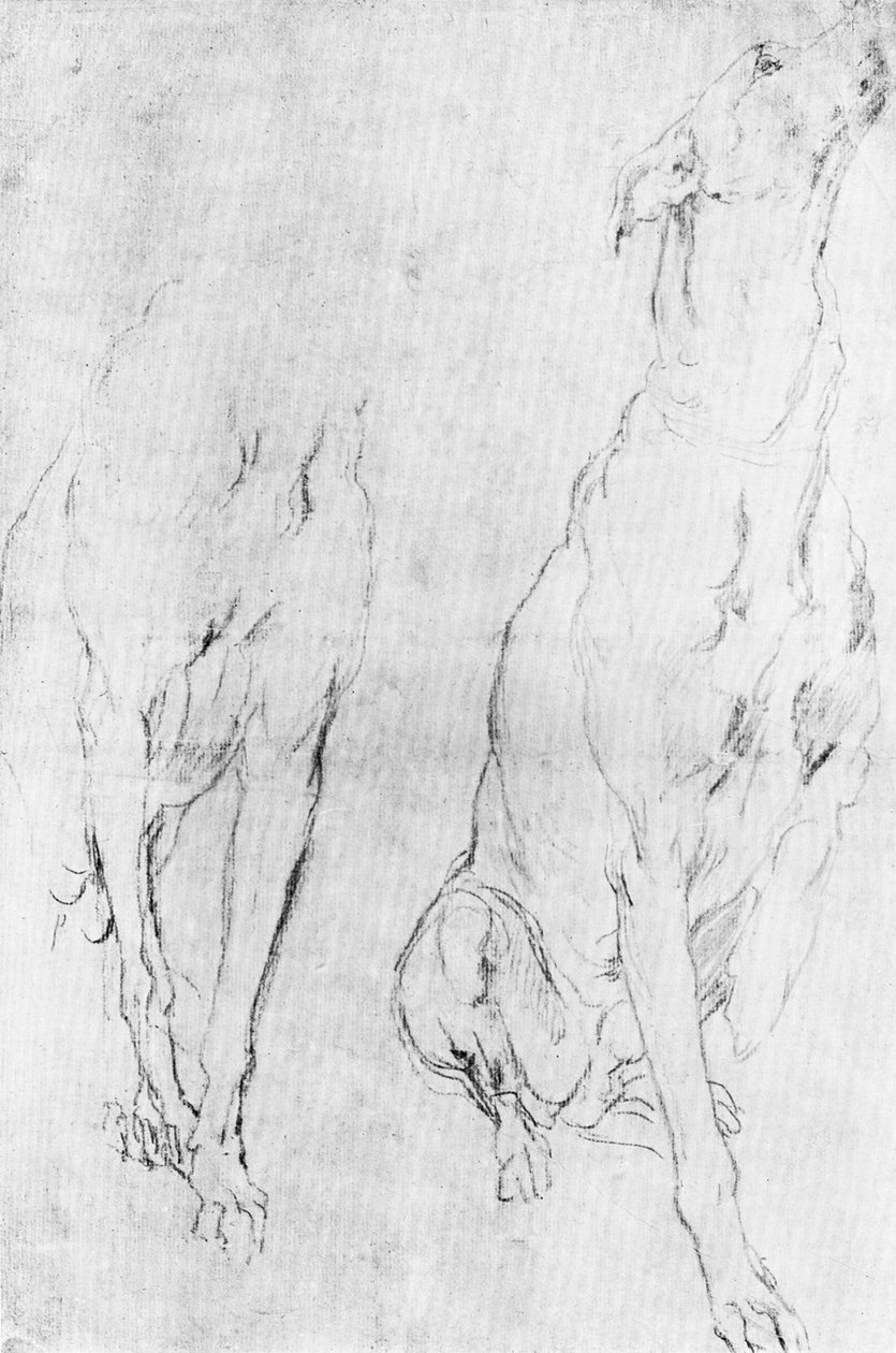 列治文公爵肖像中的灰狗研究，c1634 1900年 作者 不明