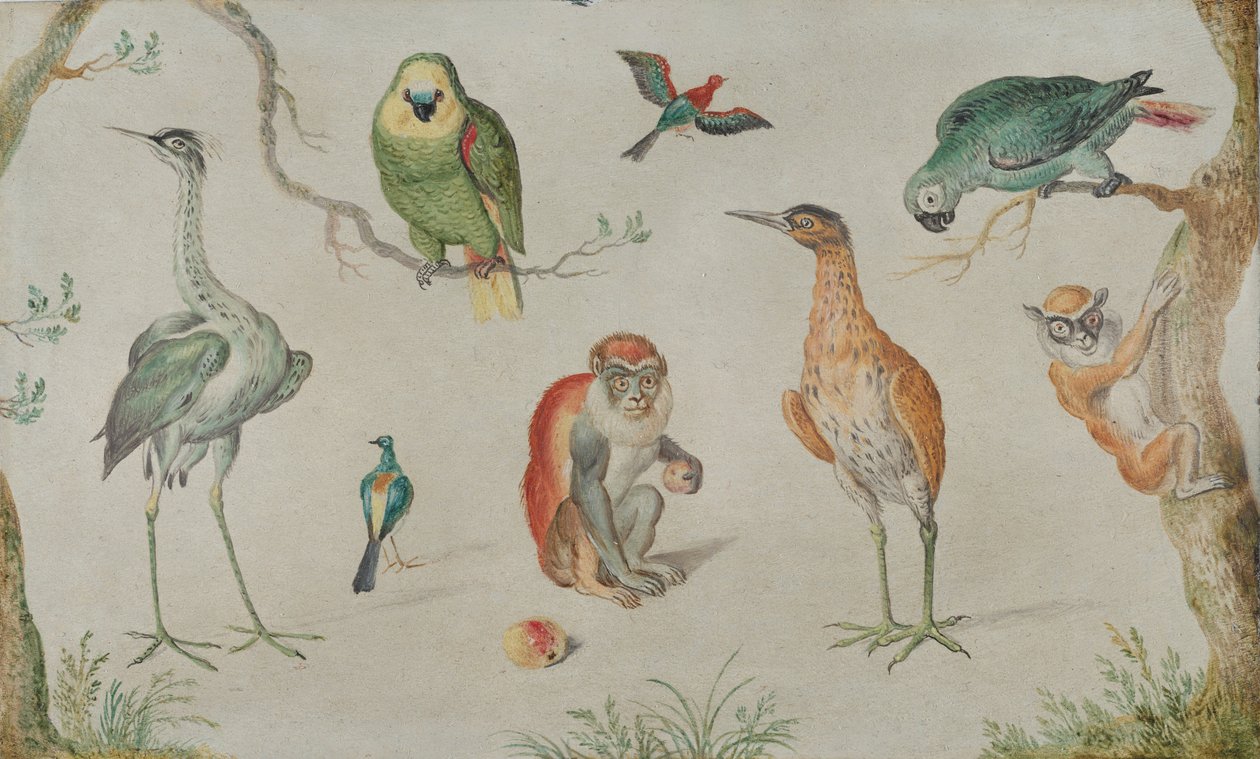 鸟类和猴子的研究, 16601670. 作者 不明
